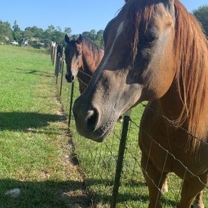 ISO looking for horse tack